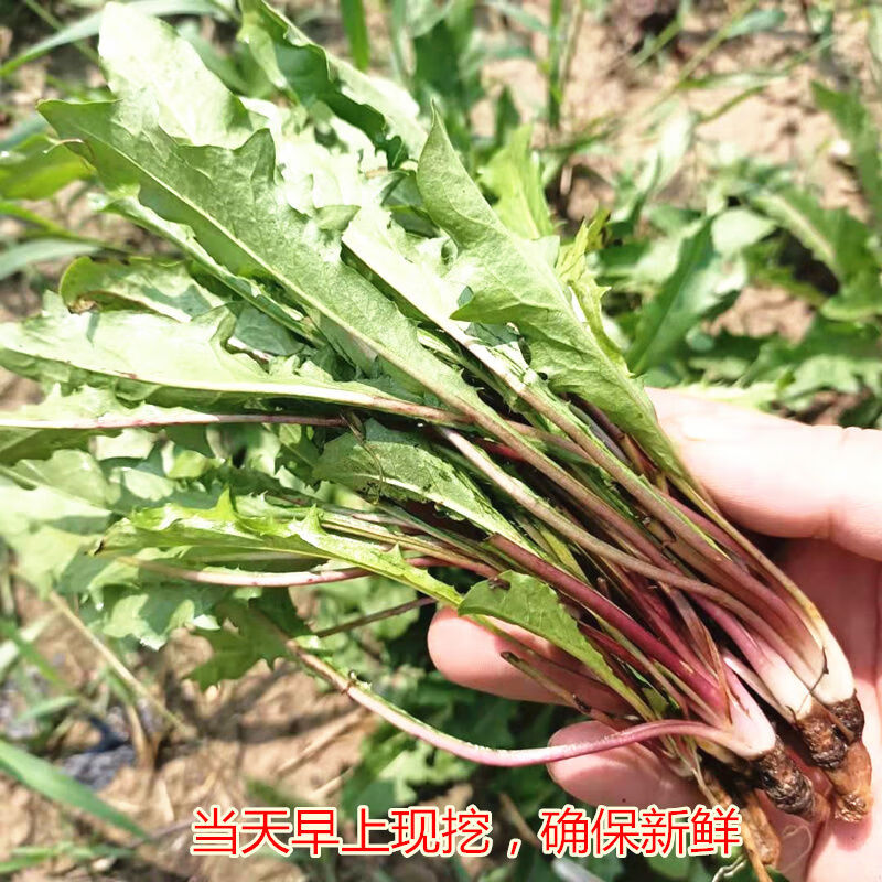 波波丁野菜图片大全图片