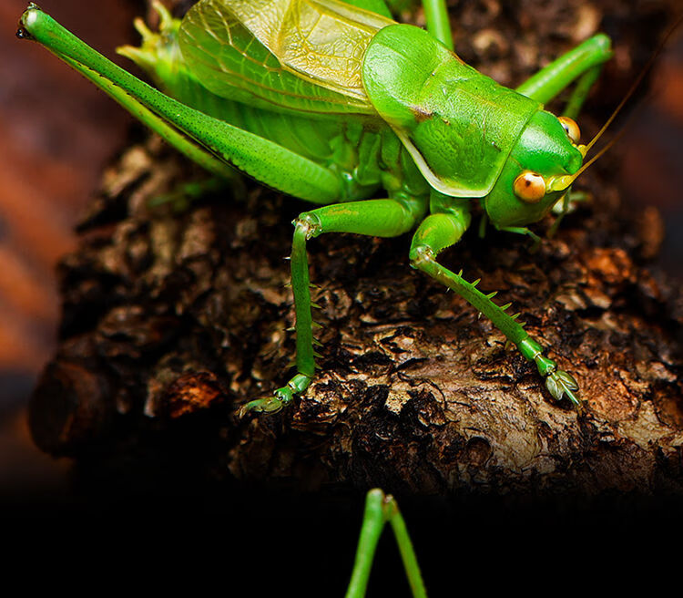 vakada蝈蝈活铁蝈蝈鸣虫蝈蝈活体超大幼虫憨叫大肚子叫铁皮绿蝈蝈宠物