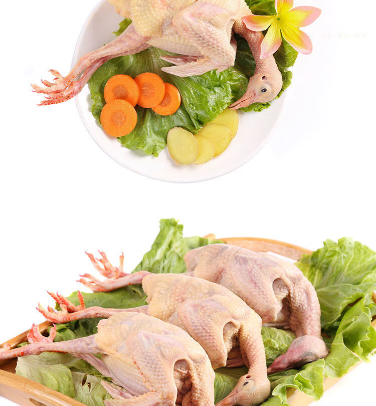 新鲜鸽子肉乳鸽生鲜冷冻土老鸽子农家散养新鲜现杀天落肉半成品康胜谊