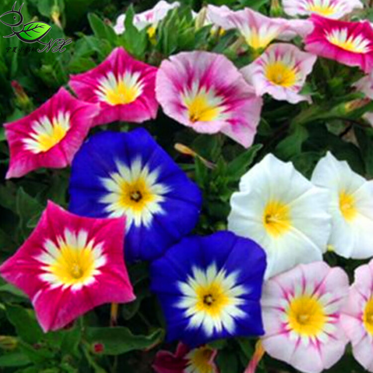 好客花乡旗舰店三色旋花春夏播易种耐热耐寒花卉种子混色1000粒
