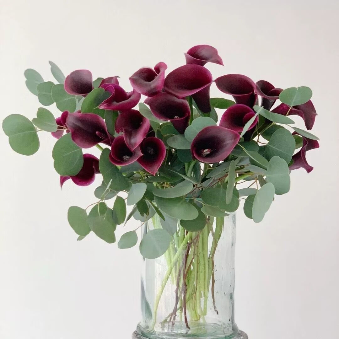 马蹄莲鲜花海芋鲜切花新鲜插花基地直发 白色马蹄莲40厘米 10枝国产