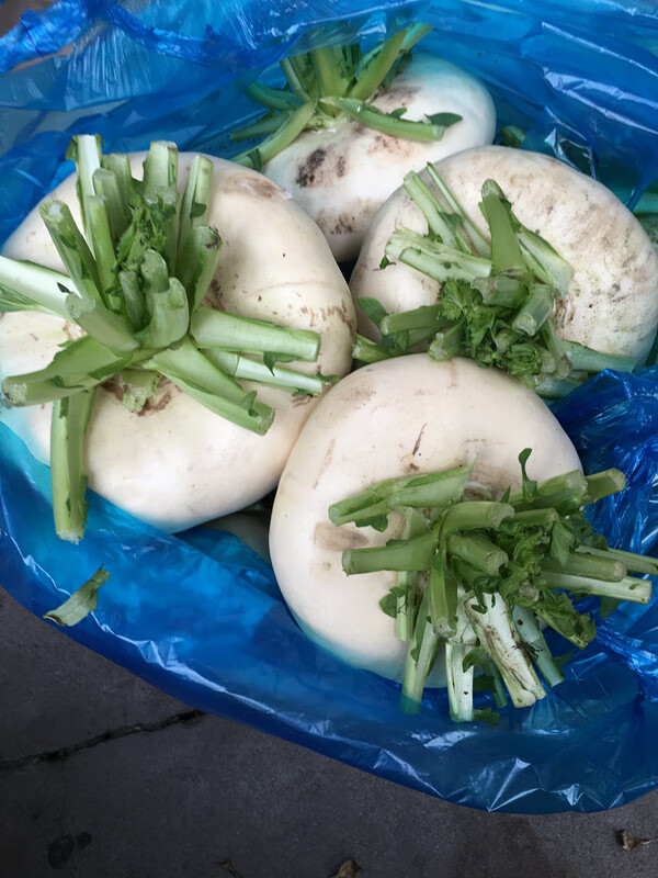 温州特产农家新鲜盘菜头 扁萝卜大头菜 盘菜5斤装多省 2500g