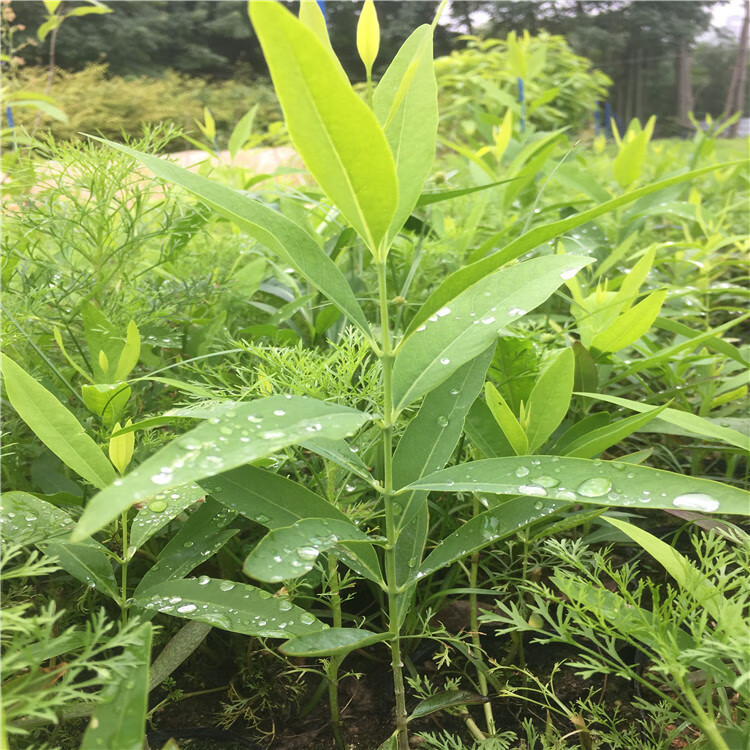 檀香樹苗樹苗老山檀香紫檀樹苗樹庭院綠化樹盆景盆栽檀香1釐米粗13米