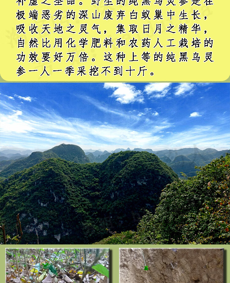 正宗深山野生乌灵参干货 鸡枞蛋雷震子鸡茯苓吊金钟50