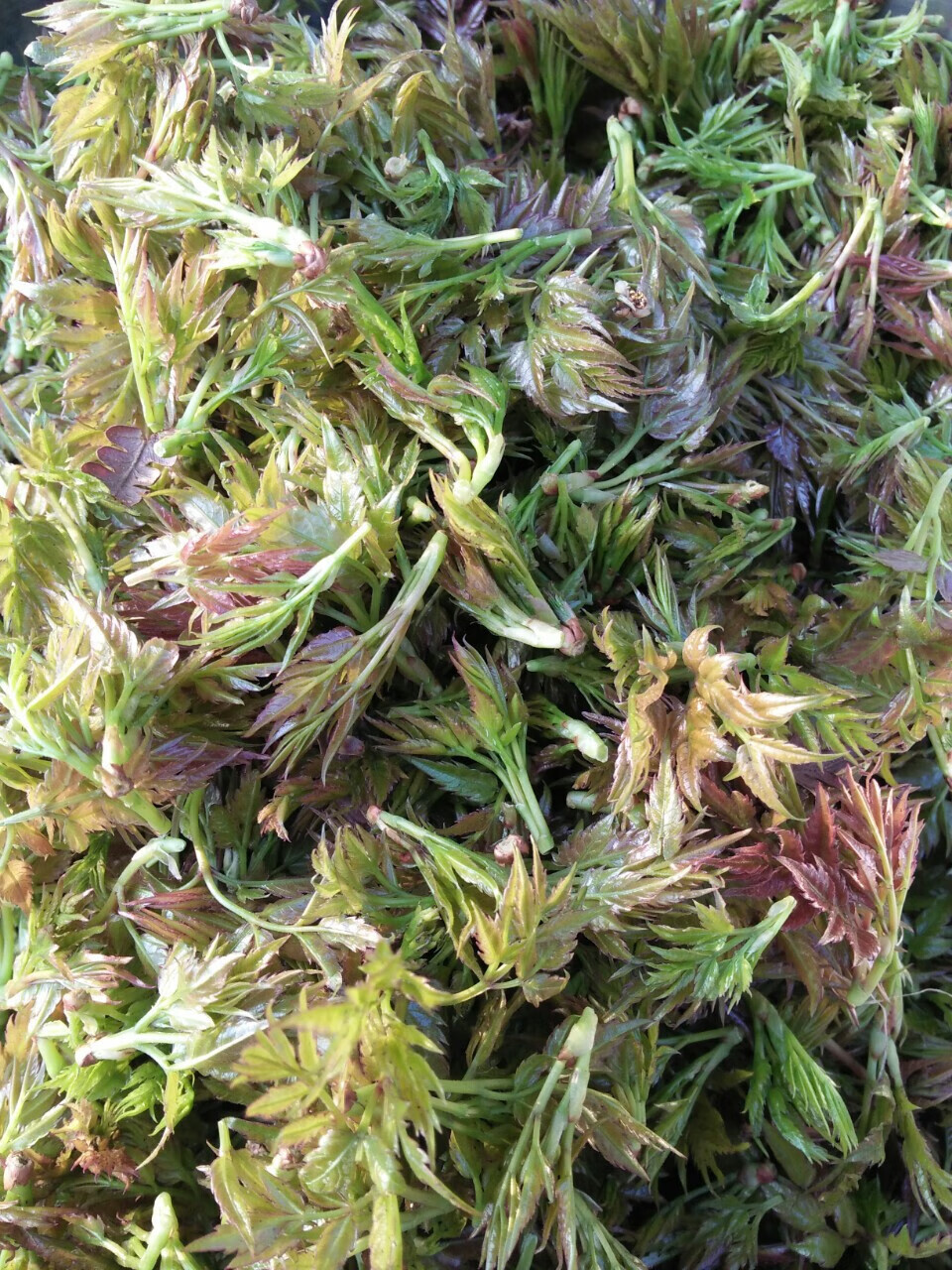 溪黄草养生茶藤茶藤婆茶莓茶农家自采广西原产地发货500g 一斤(2袋)含