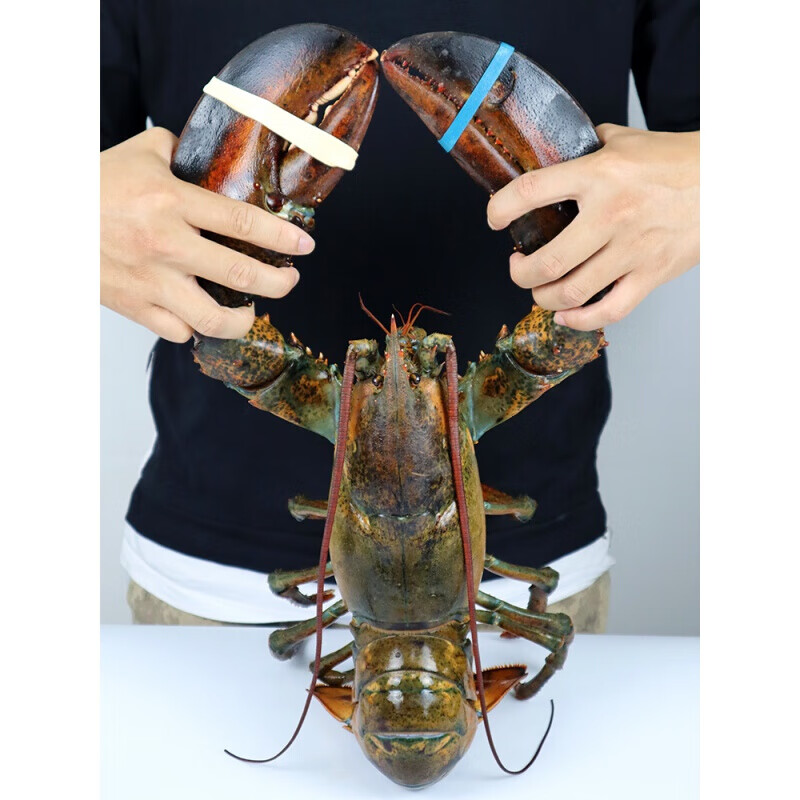 波士顿大龙虾鲜活海鲜水产青活体波斯龙5斤