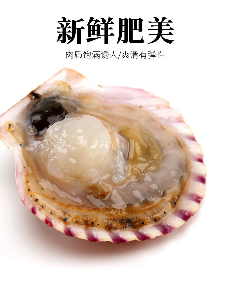 山东威海港湾扇贝鲜活扇贝带壳做粉丝贝原料新鲜当天捕捞2斤