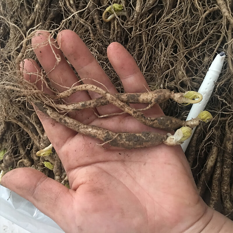带土新鲜人参小人参参苗酒瓶香皂参东北人参