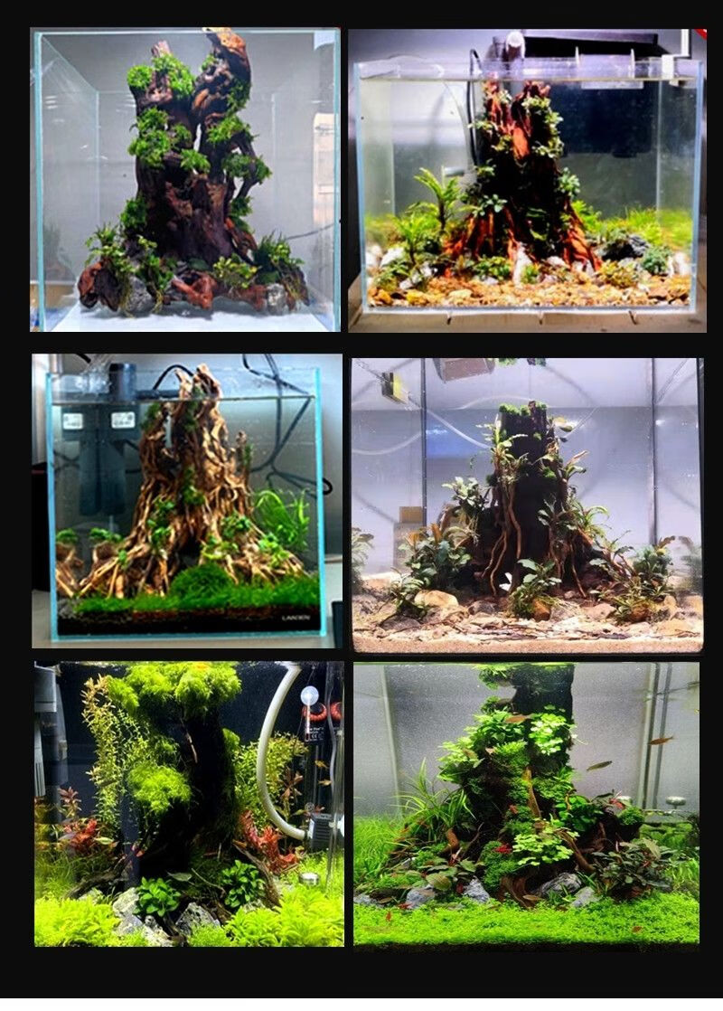 小型鱼缸造景装饰成品生命之树水草泥沉木骨架生态鱼缸新手植物 25