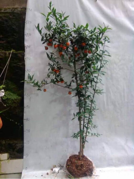 金弹子小苗盆景苗四川不落叶小叶金蛋子树苗丁当子苗 梨形果60厘米