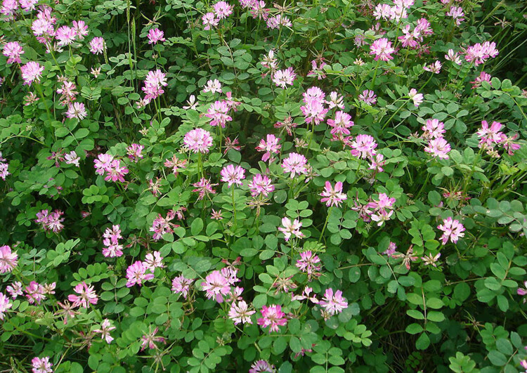 紫云英种子秋播耐寒农田绿肥红花草养蜂蜜源植物高产牲畜牧草种子 净