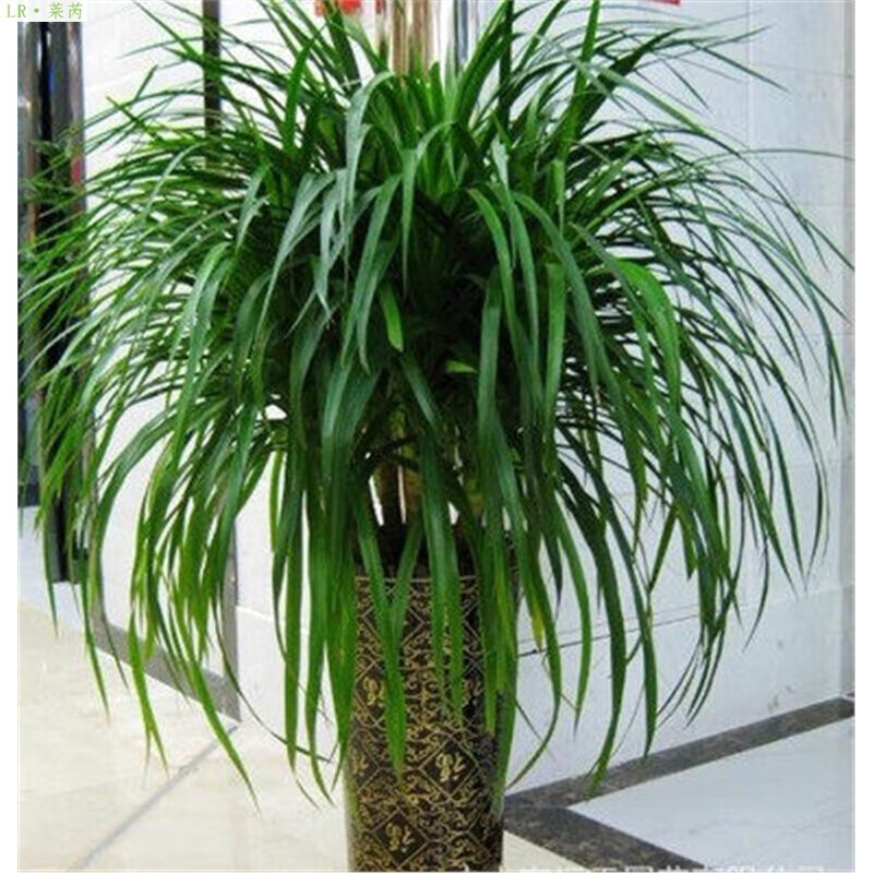 花友多头龙血树龙须树巴西铁室内客厅大型盆栽花卉龙铁树草观叶绿植物