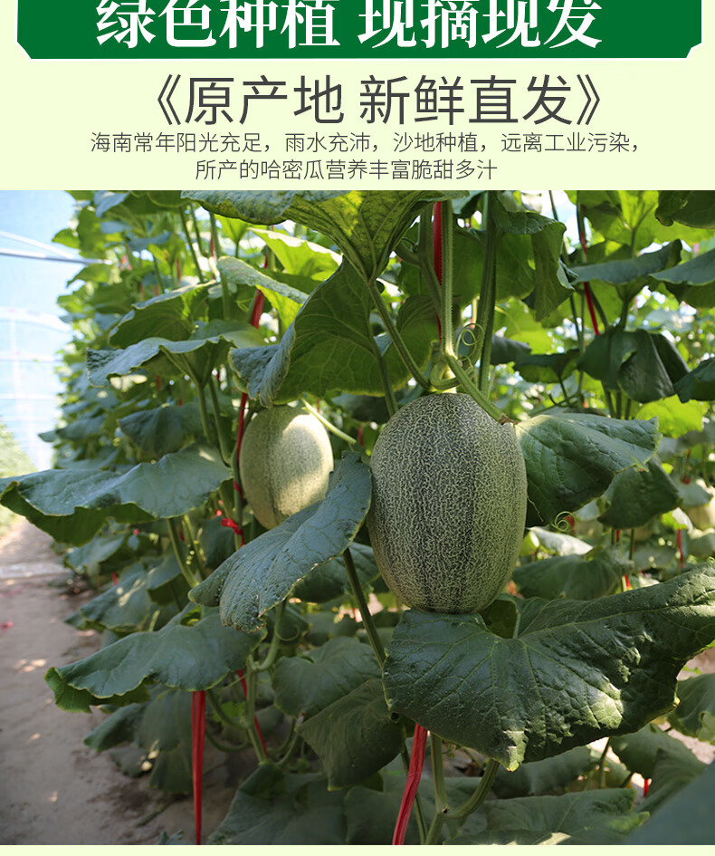 现摘顺丰海南哈密瓜新鲜整箱西州蜜瓜小蜜25号晓蜜哈蜜瓜鲜甜哈密瓜单