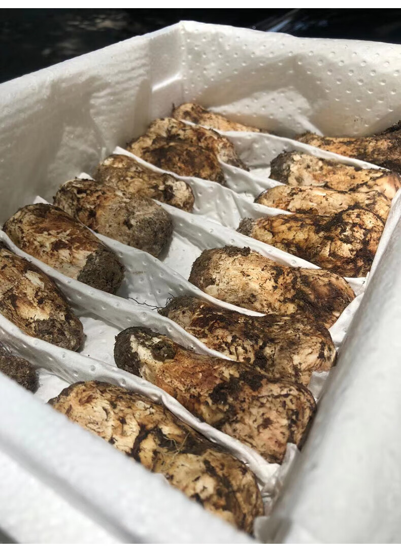 云南特产新鲜菌菇鲜蘑菇食用松茸500g养生 13cm以上出口级未开伞 1000