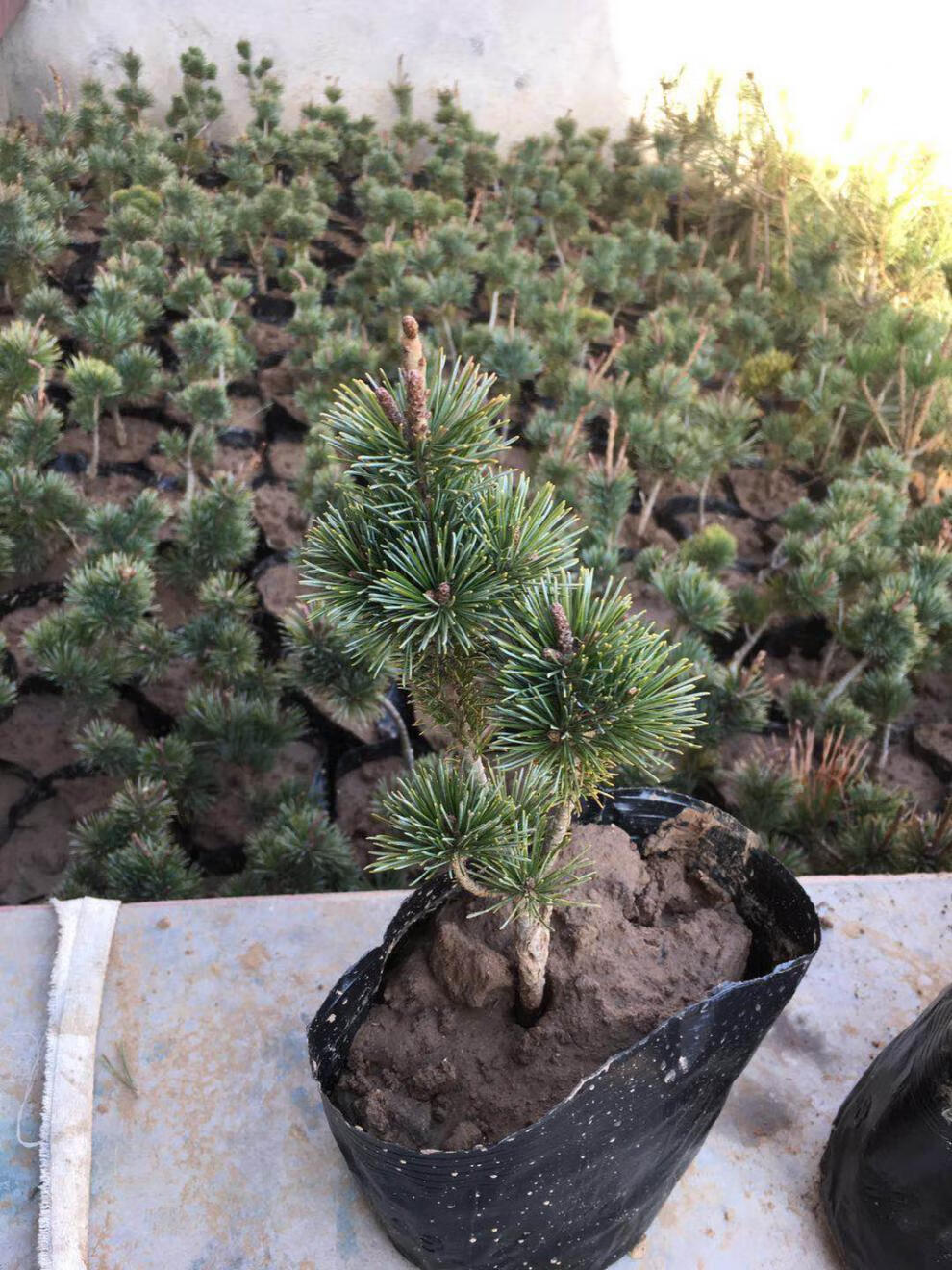 精品日本大阪松小苗五针松盆景树桩造型短针嫁接苗那须娘松树黑松
