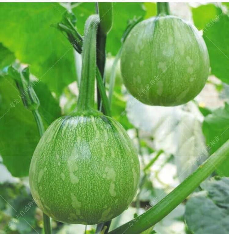 赤卉早熟小南瓜钟籽一串铃南瓜种籽高产菜用青瓜春夏季易种蔬菜籽一串