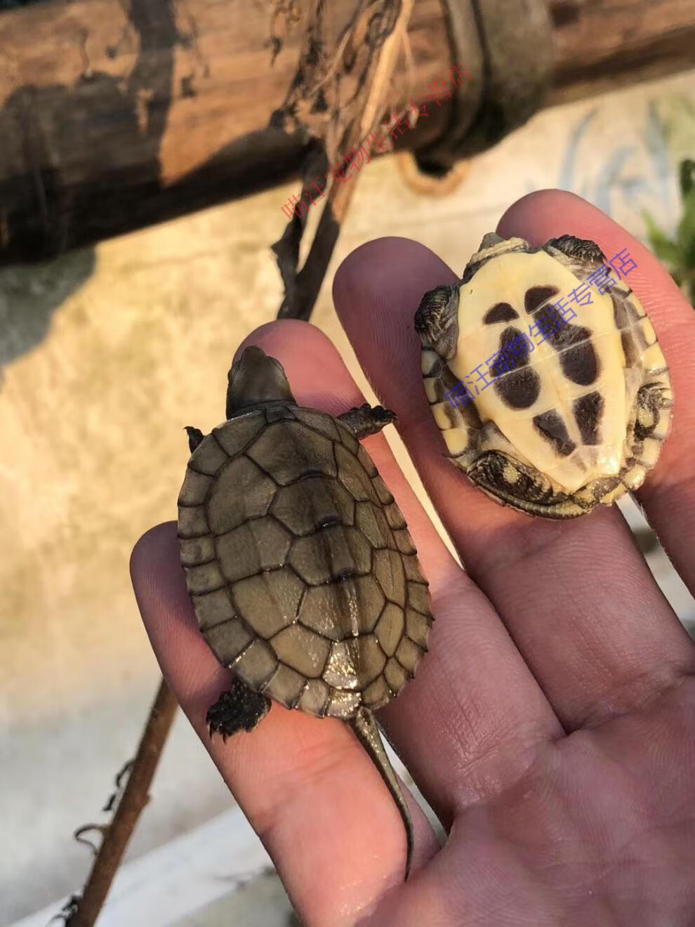 瑾伦小青头龟苗皖南种小青苗黄金龟小青宠物观赏龟小乌龟龟未发色2只