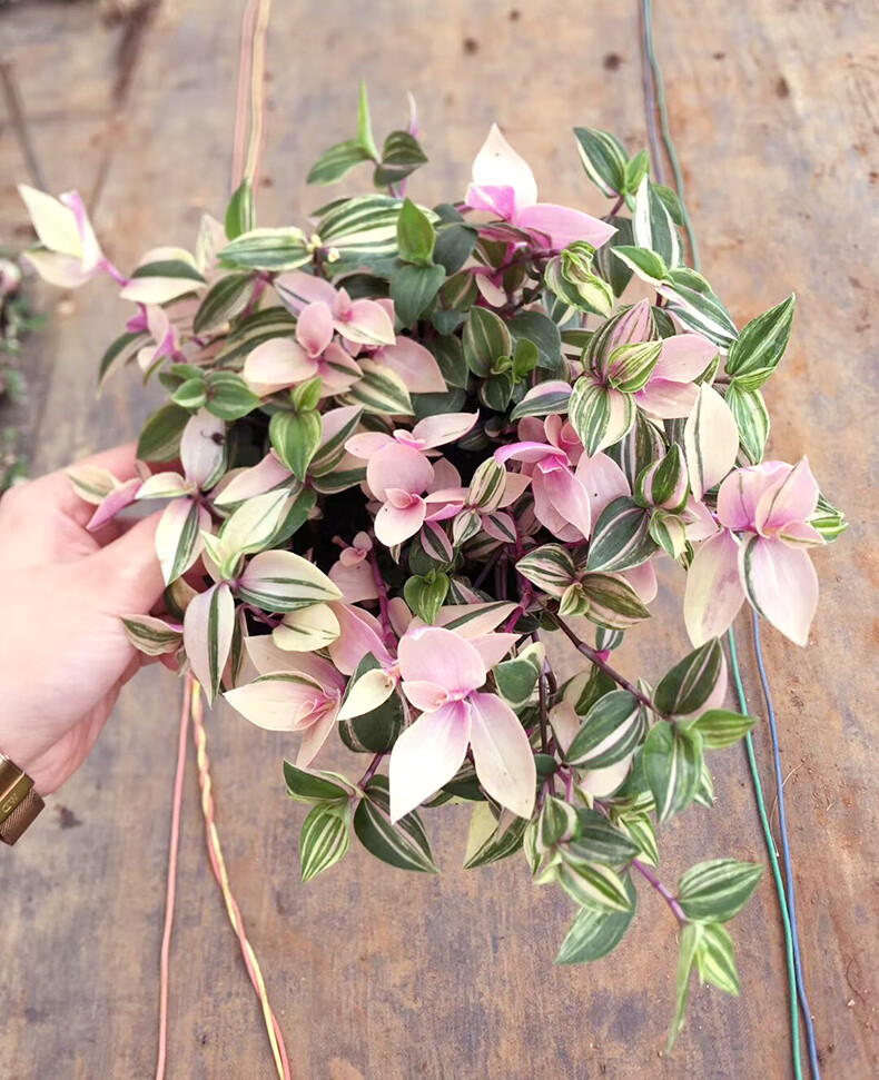 婚礼吊兰锦进口网红绿植盆栽北欧ins风植物好养活金边吊兰金边吊兰带