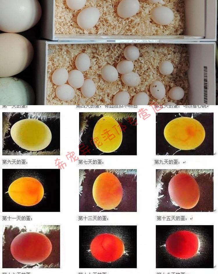 【宠医推荐】玄凤鹦鹉蛋受精可孵化玄风宠物虎皮原始种蛋活体人工手养