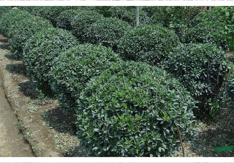 冬青球树球形四季常青冬青苗大叶黄杨苗法国冬青树型庭院绿化苗木