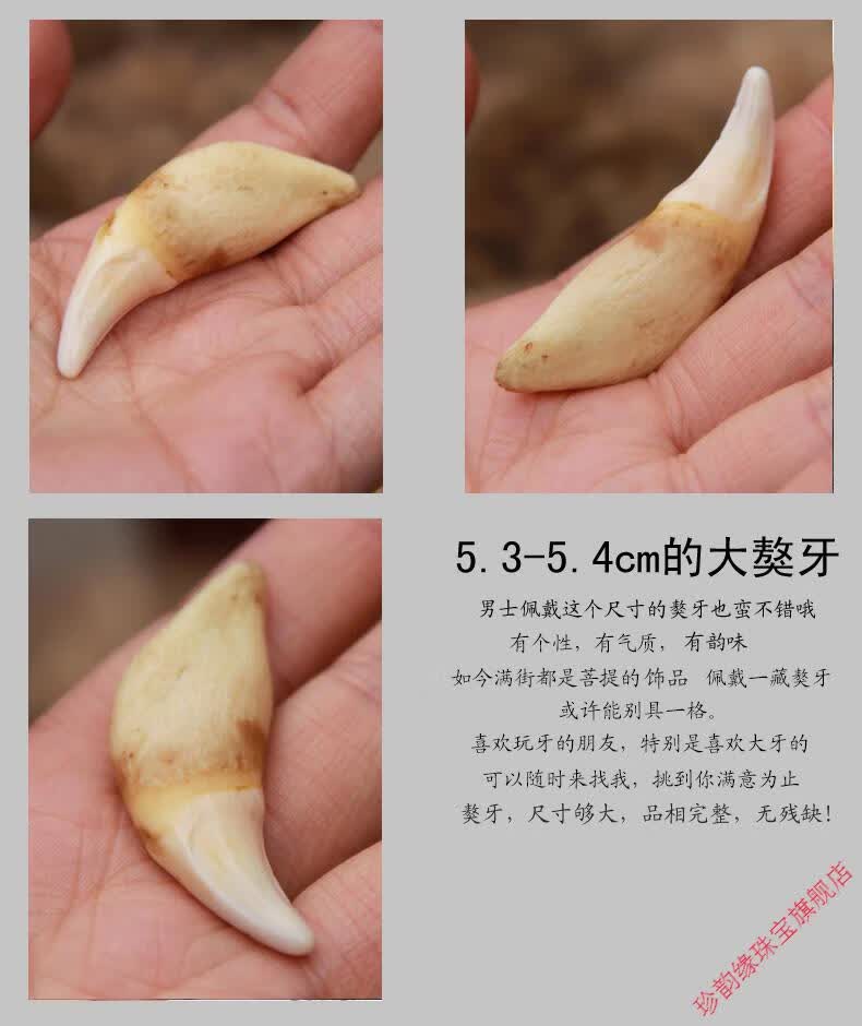 4厘米大獒牙真狗牙齿狼牙吊坠男女饰品情侣项链礼物 包牙尖【图片