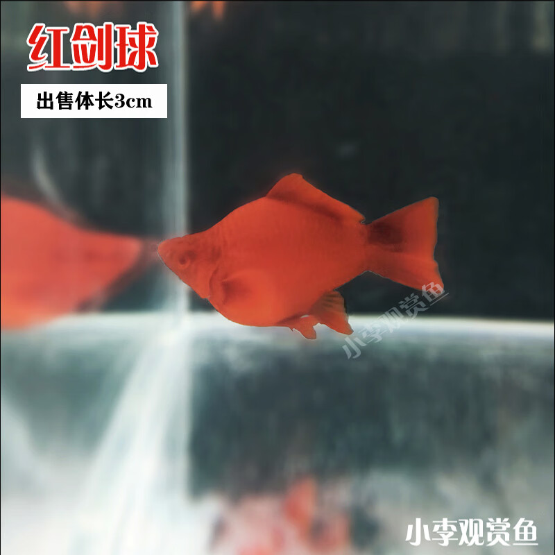 高帆紅劍魚雙尾燕尾高鰭紅箭魚熱帶孔雀鳳尾魚發財觀賞小型魚活體精選