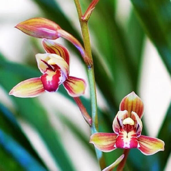 优等货 兰花 中国国兰 建兰 四季兰 玉如娇 假一赔十 6苗连体 玉如娇