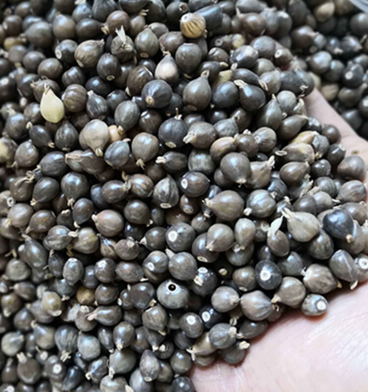 新薏米种籽药食两用薏苡仁种子四季播种五谷杂粮散装净货发芽率高薏米