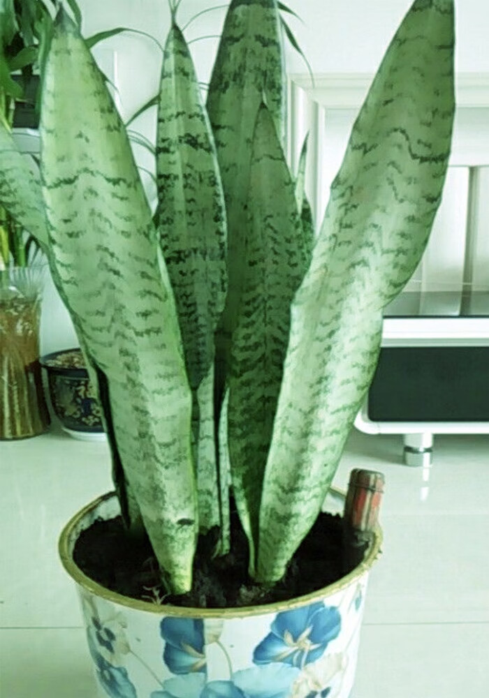 银脉虎皮兰虎皮兰盆栽花卉室内庭院多肉植物虎尾兰z26棵50厘米高不含