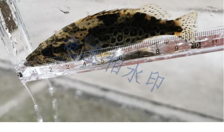 斑鳜 斑鳜鱼 斑鳜活体 斑鳜鱼苗 桂鱼 老虎鳜 圆桶鳜 淡水 12-15cm