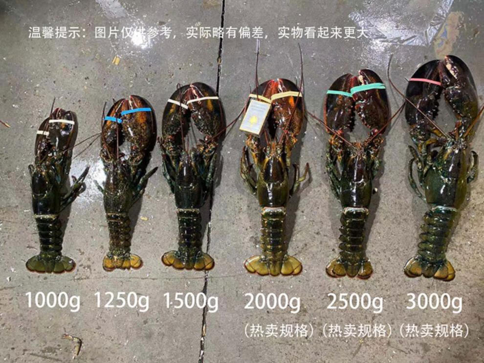 波士顿龙虾特大15斤波龙海鲜澳龙鲜活冷冻大龙虾5斤6500g50115cm