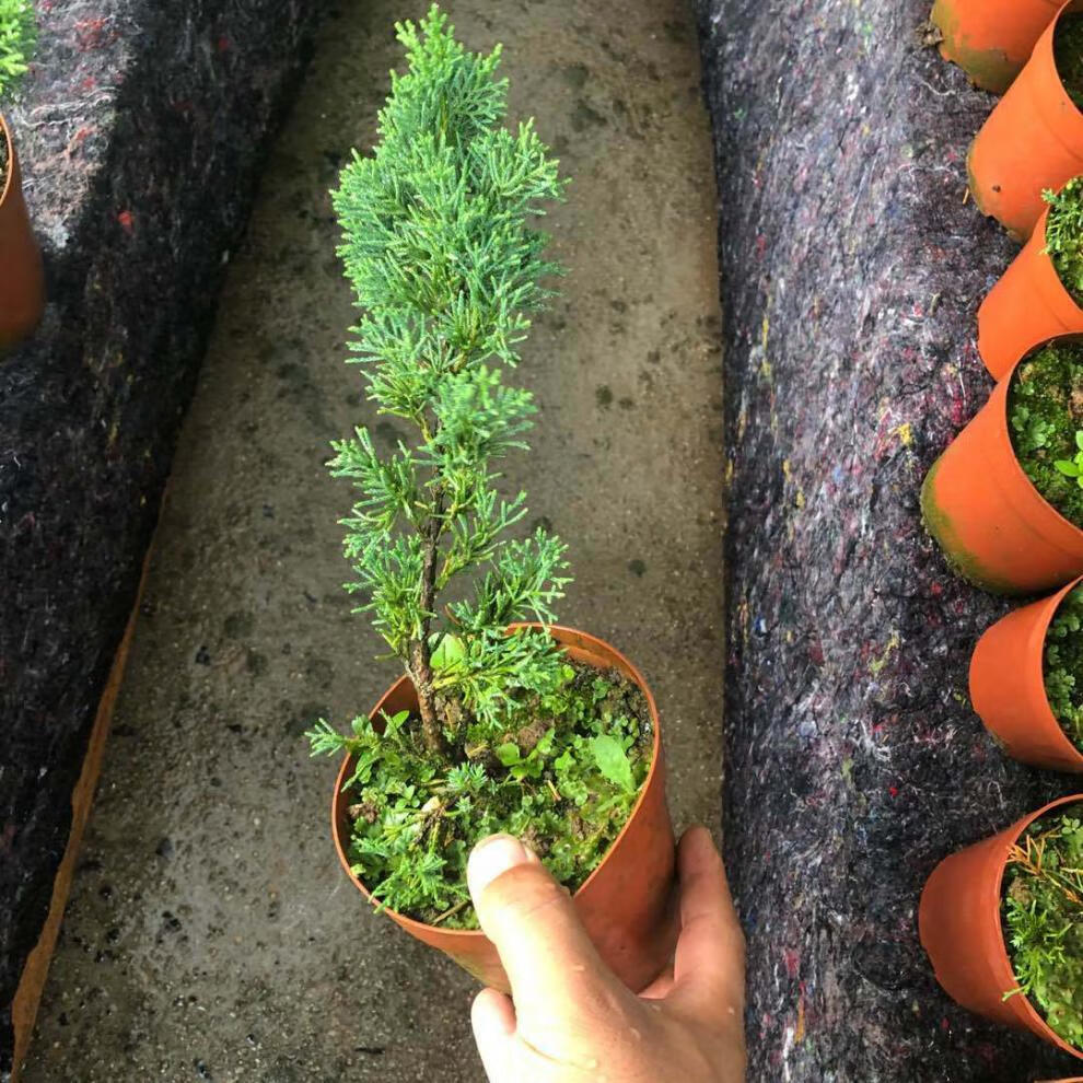 济州真柏盆景素材日本济州真柏苗绿植盆栽地栽真柏苗一年苗2年苗2530