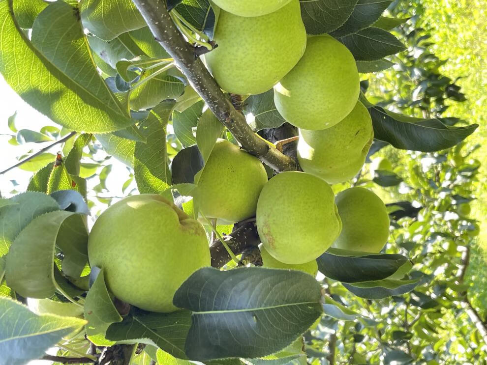 味蕾樂【順豐直達】延邊新鮮蘋果梨延邊特產龍井特級蘋果梨三合當季