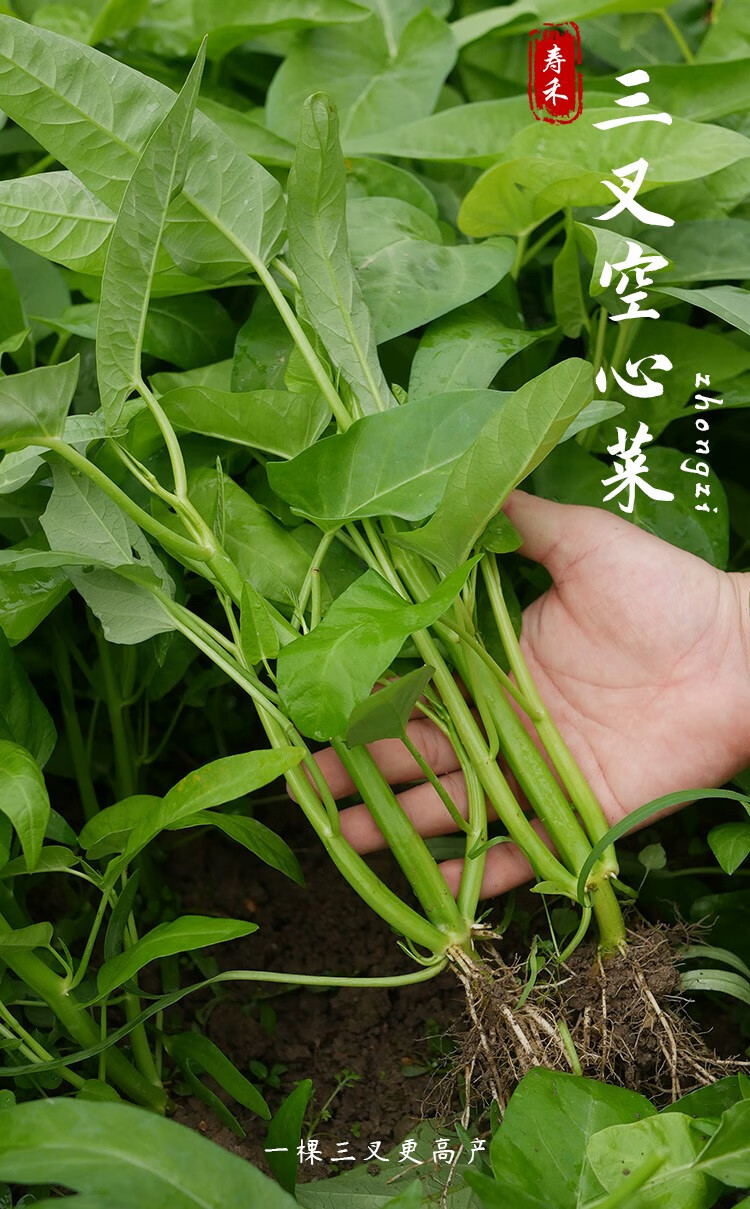 寿禾大叶三叉空心菜种子阳台盆栽三叉空心菜苗10棵