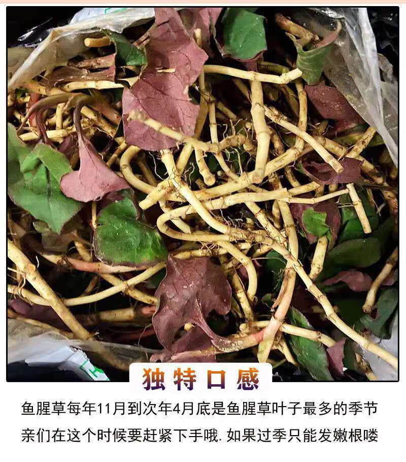 鱼蒿根和鱼腥草图片