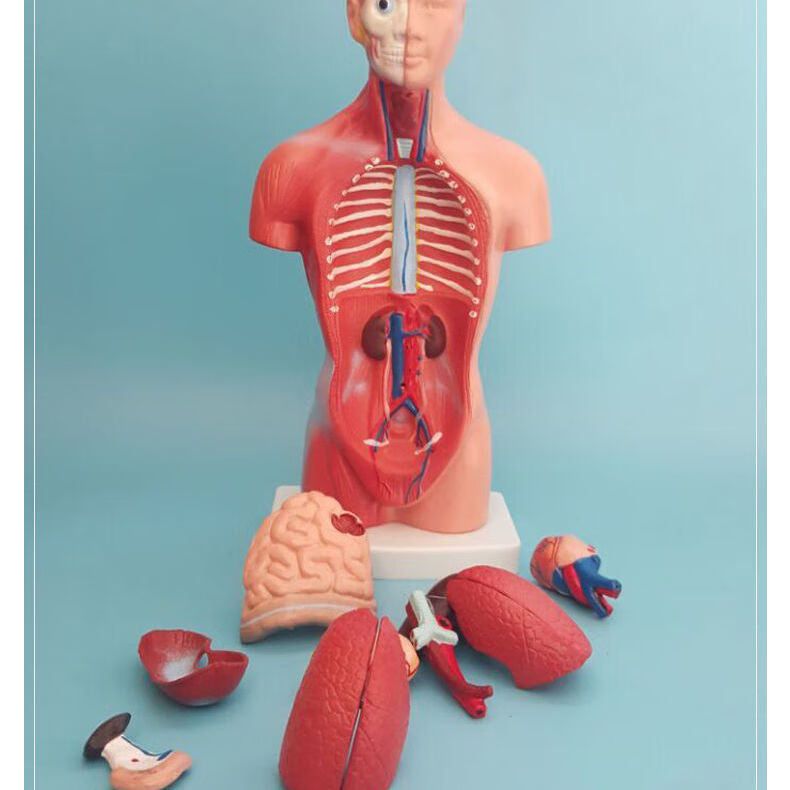 拆卸人体解剖结构模型器官医学教学心脏内脏模型玩具 28cm【图片 价格