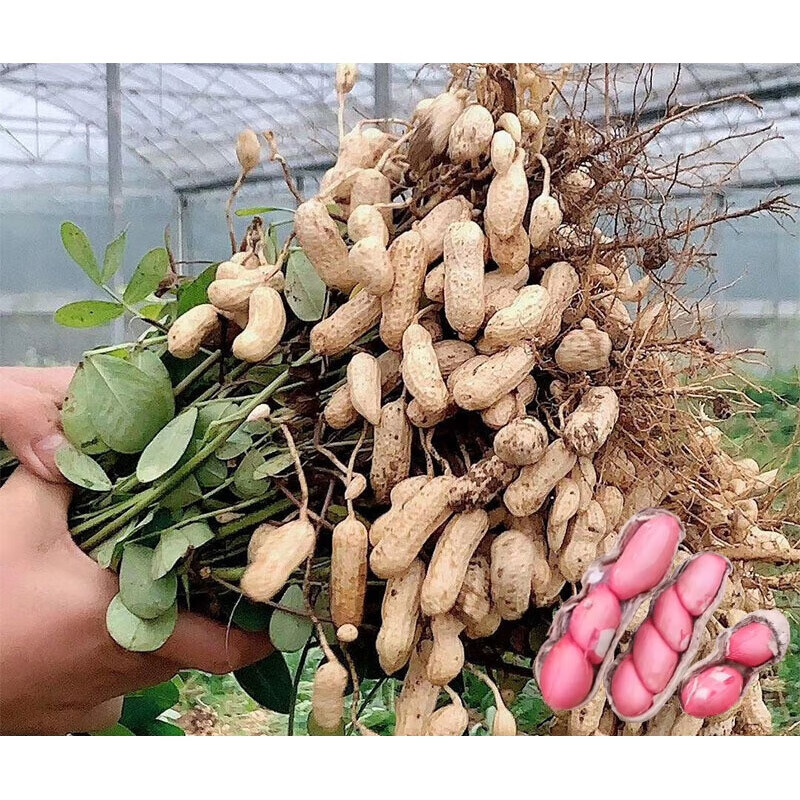 花生四粒红湿花生带壳红皮水煮带泥新货花生1500g晒干红皮花生带壳3斤