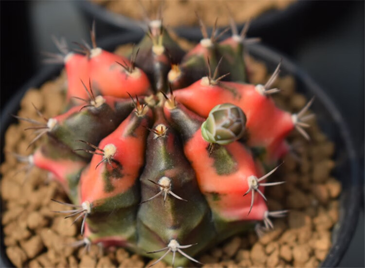 稀有高端 绯牡丹锦 实生牡丹锦仙人球科 花卉绿植盆栽 精品仙人球 6