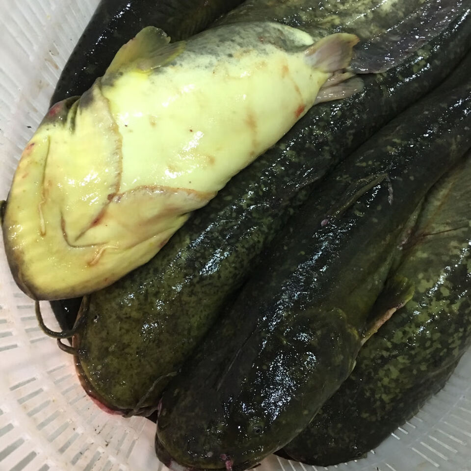 lism正宗东北松花江鲜活大鲶鱼活体真空速冻发一份4斤 7斤顺丰【图片