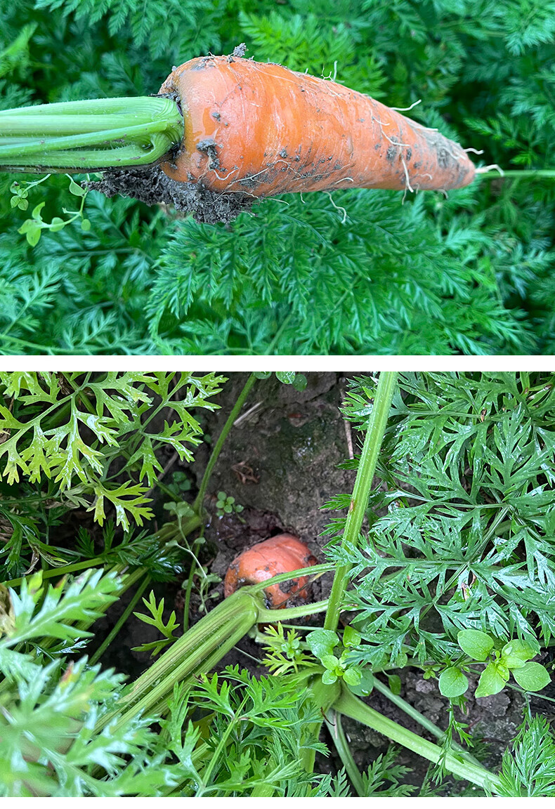 坏果包赔新鲜胡萝卜当季农家时令应季蔬菜水果红萝卜红心罗卜大果5斤