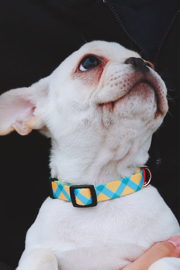 qzeehidream狗狗项圈小中大型犬金毛柯基法斗泰迪宠物脖圈狗颈圈雷神