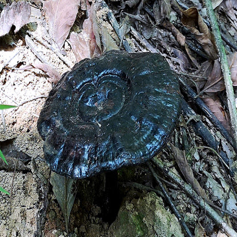 云南深山野生黑灵芝 100克 250克 500克可切片 黑灵芝整枝 黑灵芝100