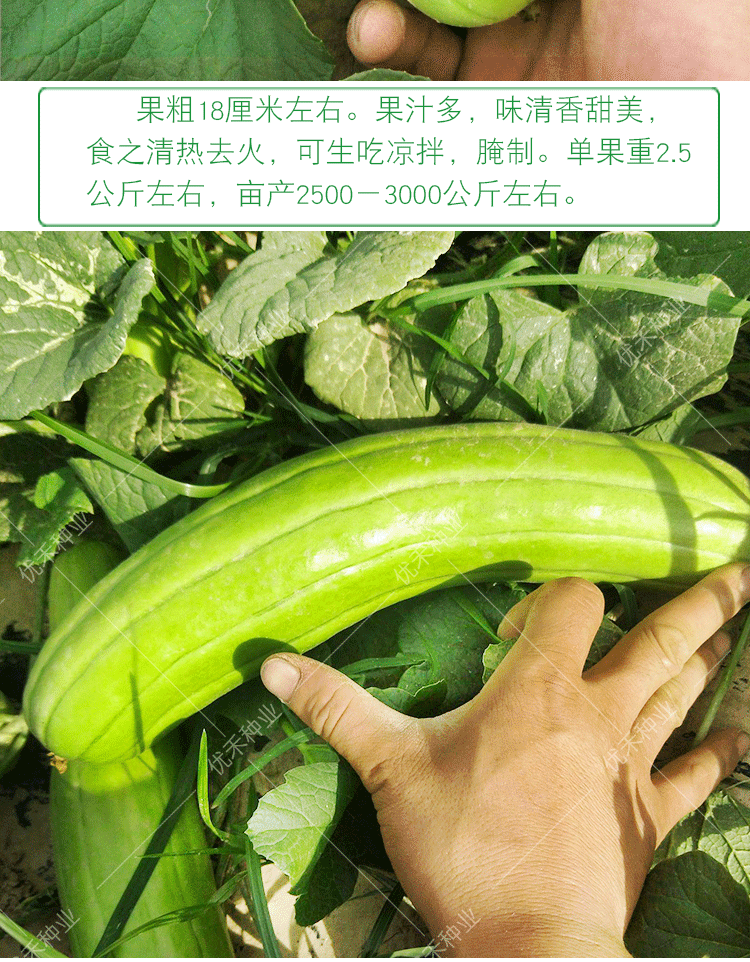 青皮脆瓜中华菜瓜种子绿皮白瓤甜种四季早熟水果庭院盆栽蔬菜种孑花皮