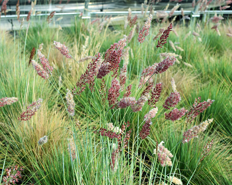 坡地毛冠草糖蜜草网红植物庭院花园露天花境植物耐寒耐旱皮实好养 1