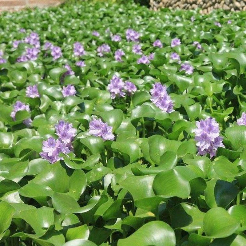 水培植物水葫芦凤眼蓝水浮莲池塘鱼缸净化水质水草 水葫芦5棵【图片