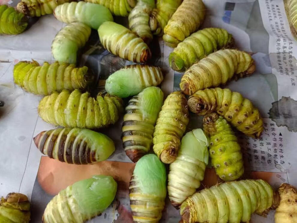 蝉蛹鲜活 辽宁茧蛹蚕蛹蝉蛹蚕民现割茧蛹鲜活大蚕蛹禅蛹批发东北特产