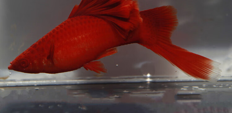 荣郁高鳍红箭鱼苗菊花帆红剑鱼狼牙热带鱼观赏鱼刀公新品5个月精品高