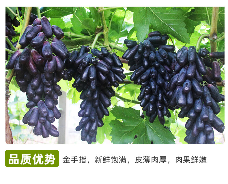 新鲜水果 金手指 新鲜无籽美人指黑美人提子水果当季3斤【图片 价格