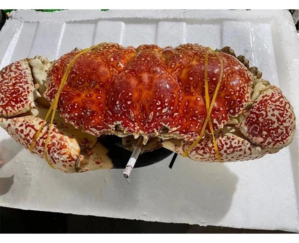 活鲜六鲜钓海鲜活皇帝蟹活发包鲜澳洲巨蟹420斤水产665斤