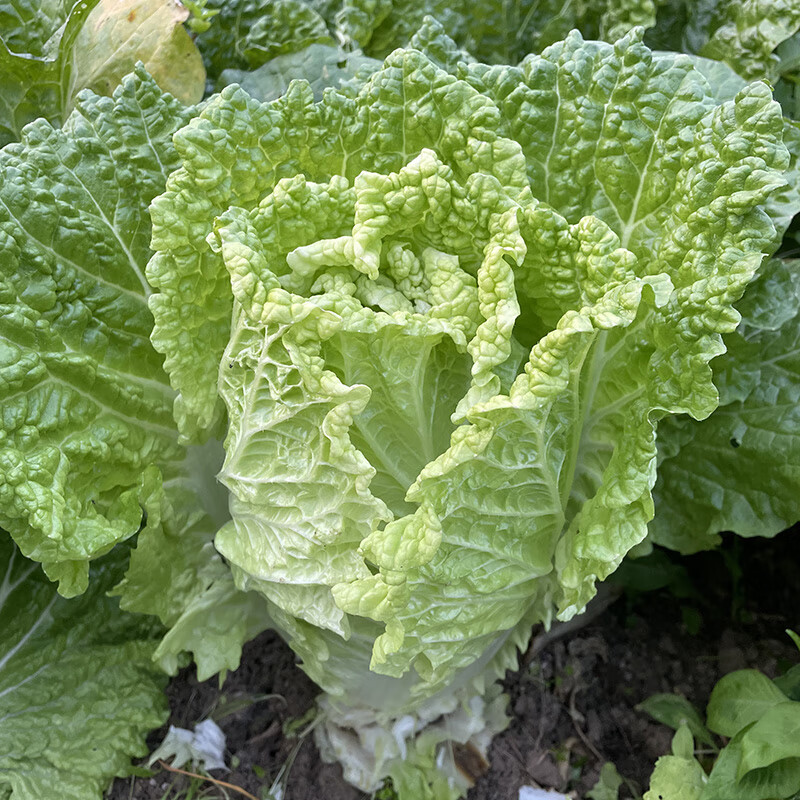 贵州农家特产大白菜新鲜现摘现发蔬菜青甜可口青白菜500g 1500g【图片